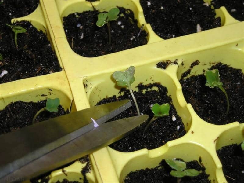 thinning cabbage and broccoli seedlings using scissors