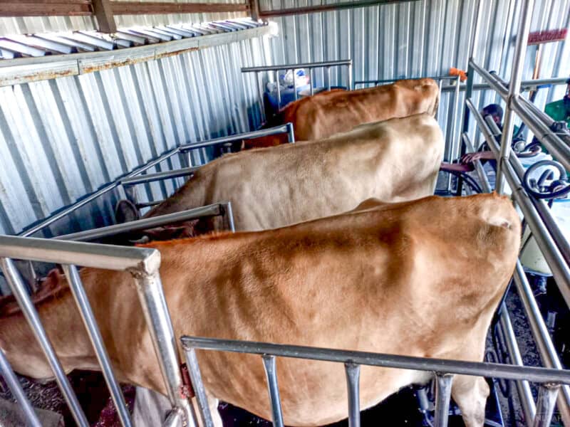 three cows inside metal milking station