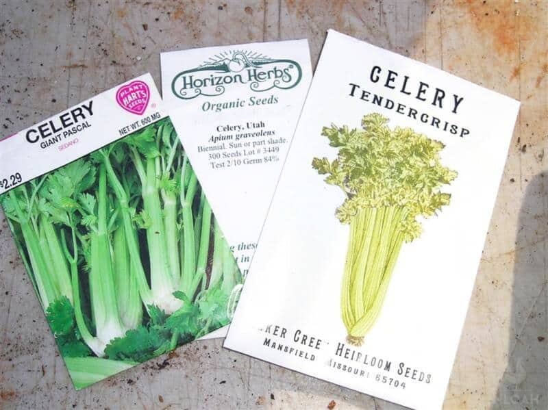 three packets of celery seeds