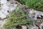 harvested thyme plants