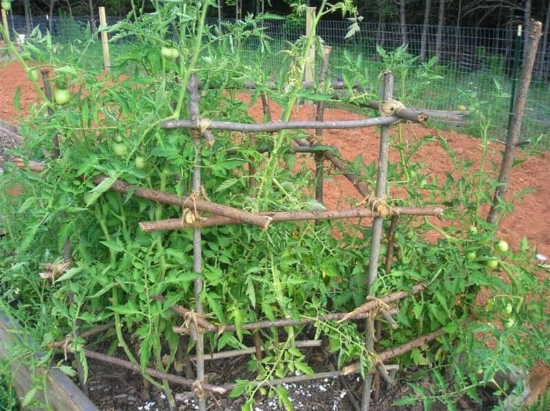 tomato plant in cage