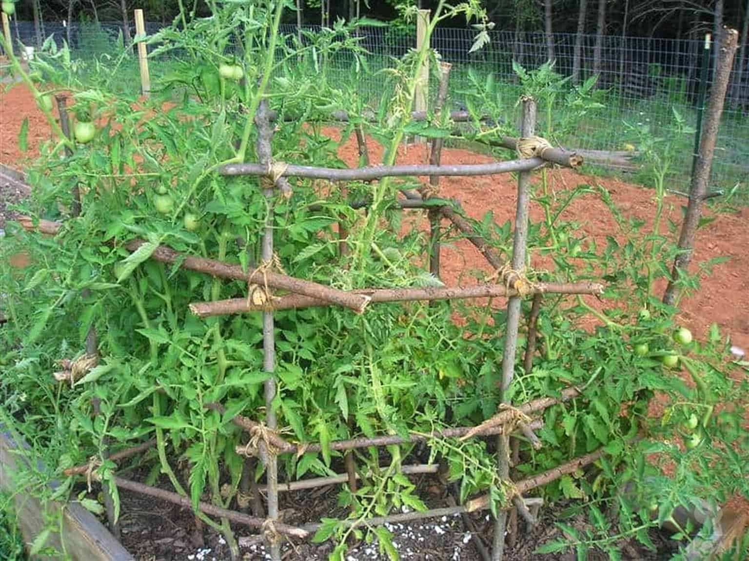 tomato plant in cage