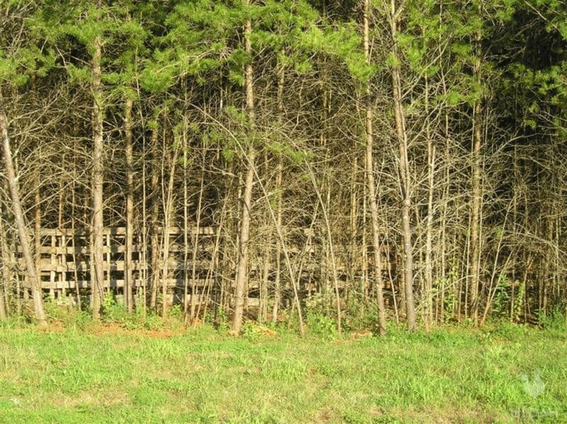 trees in front of a DIY pallet fence
