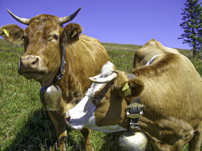 two cows with cowbells