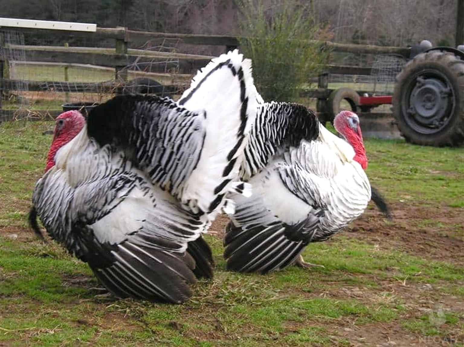 two Royal Palm turkeys
