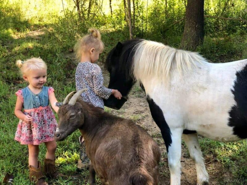 two girls playing with a goat and mini horse