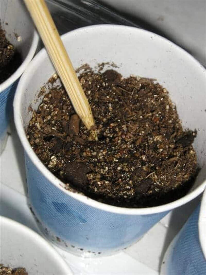 using a pencil to plant onion seeds inside plastic container