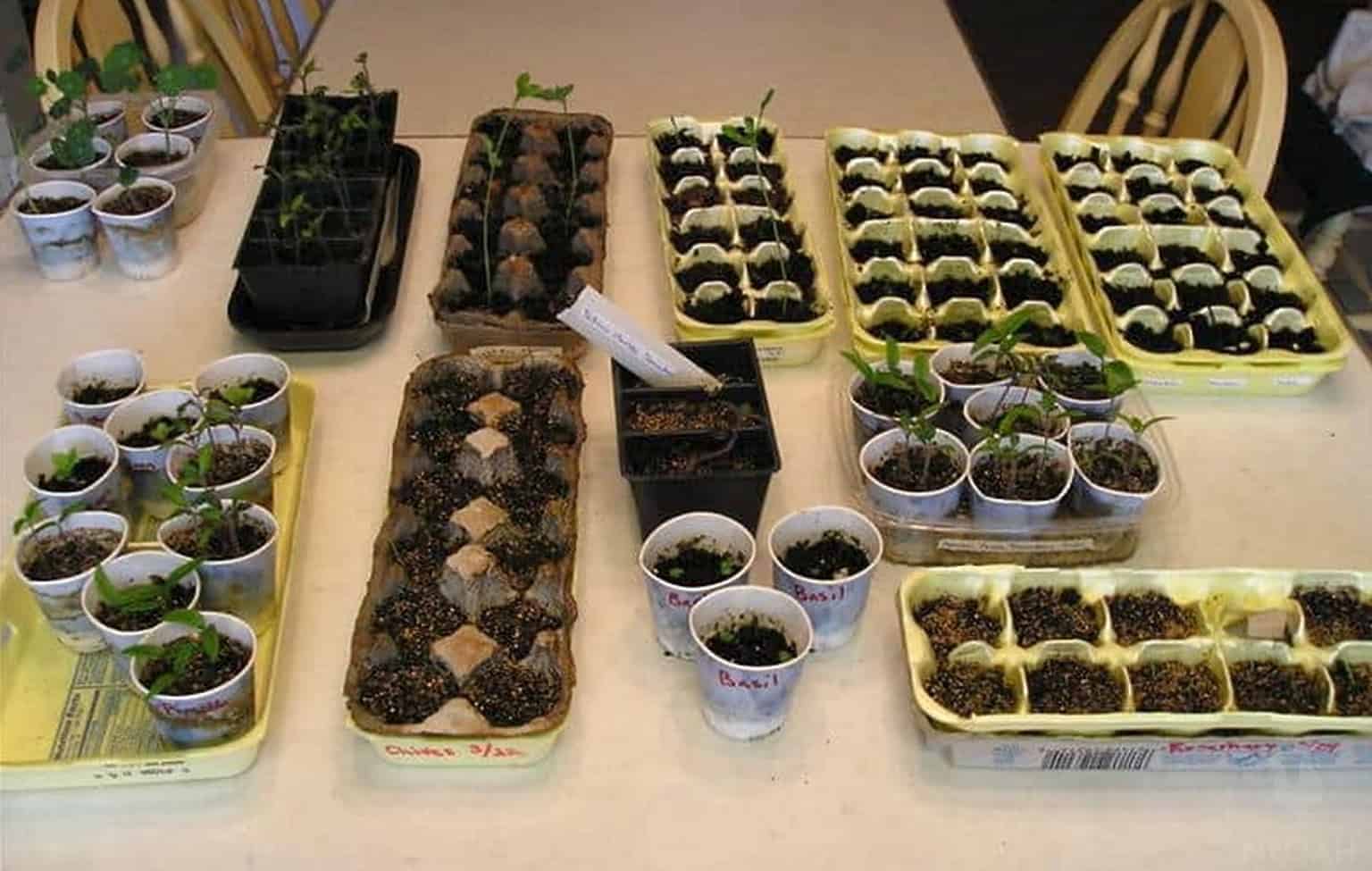 various seedlings growing indoors in plastic cups and egg cartons.jpg