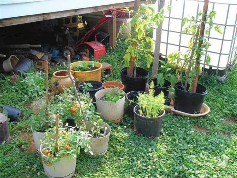 various veggies growing in containers outdoors