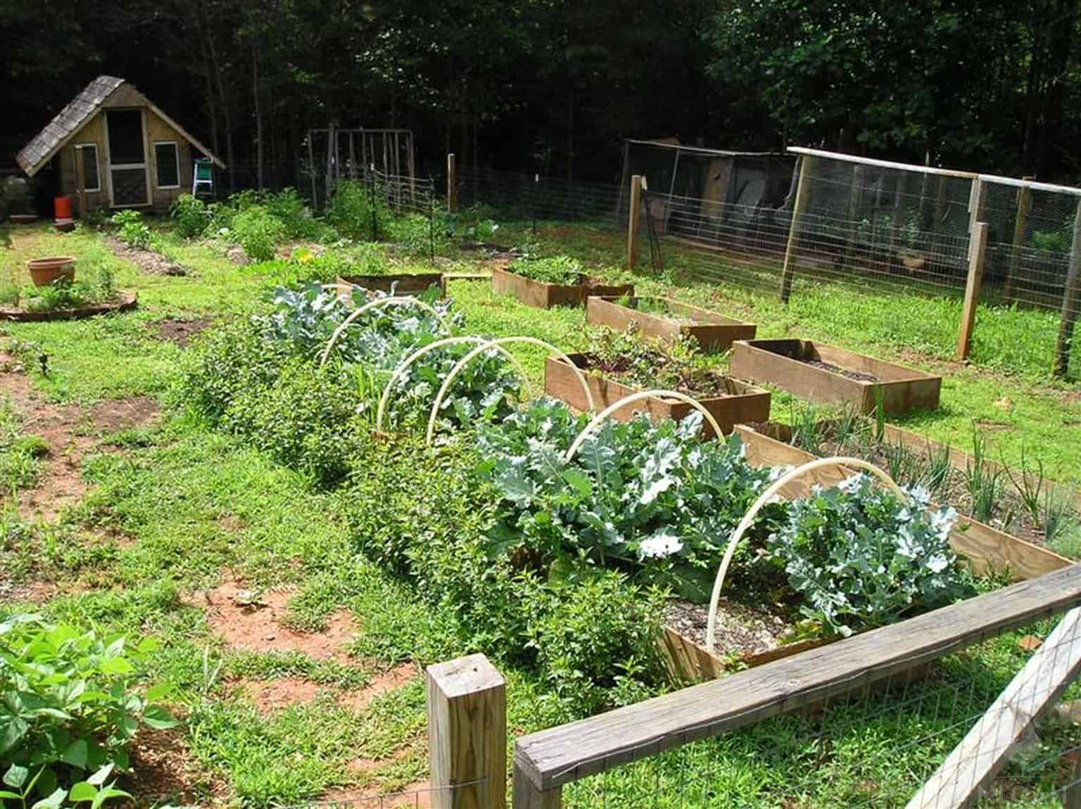 vegetable garden with raised beds
