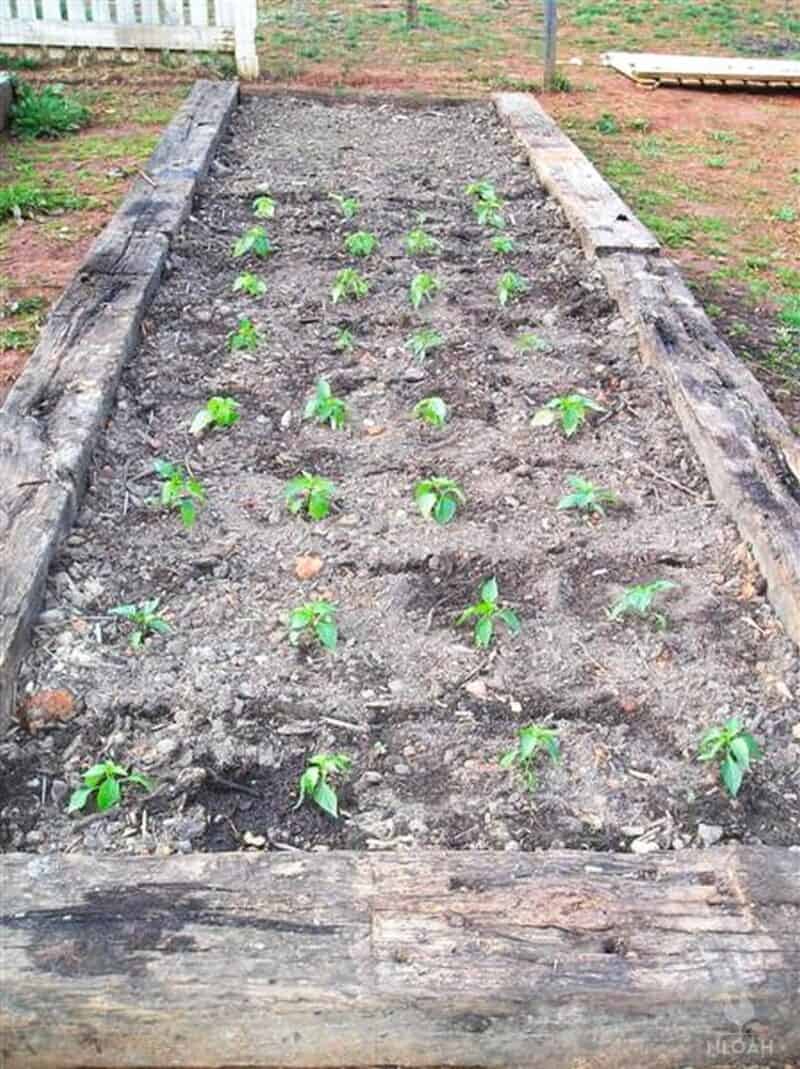 watered transplanted pepper plant in raised bed
