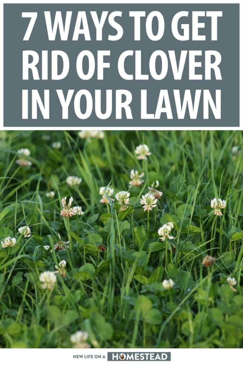 ways to get rid of clover pinterest
