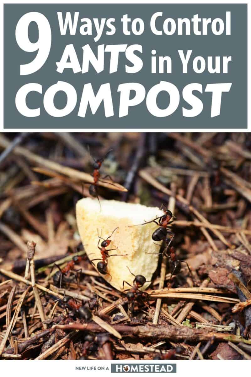 ways of controlling ants in your compost pinterest
