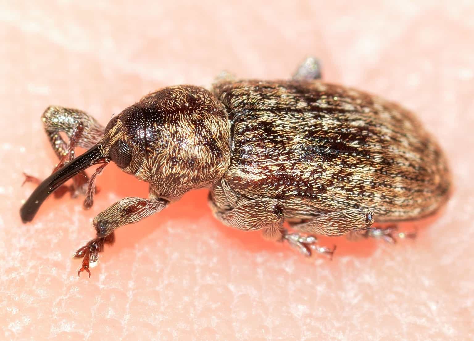 a weevil