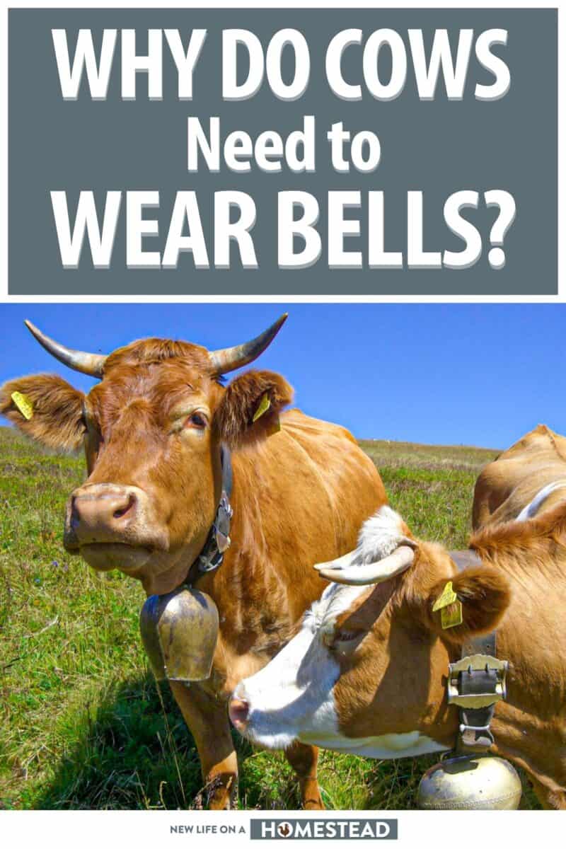 why do cows need to wear bells pinterest