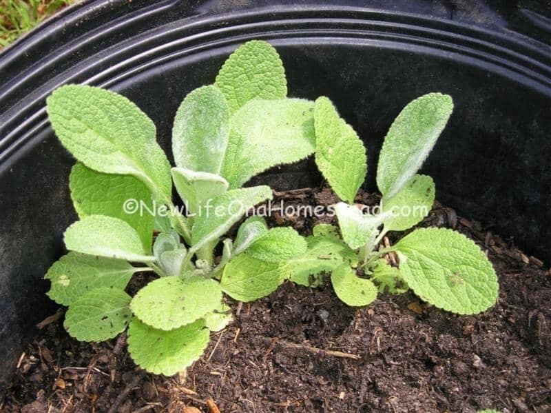 wooly lambs ear seedlings in container