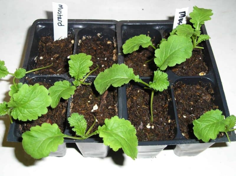 young 21 days old mustard plants in trays