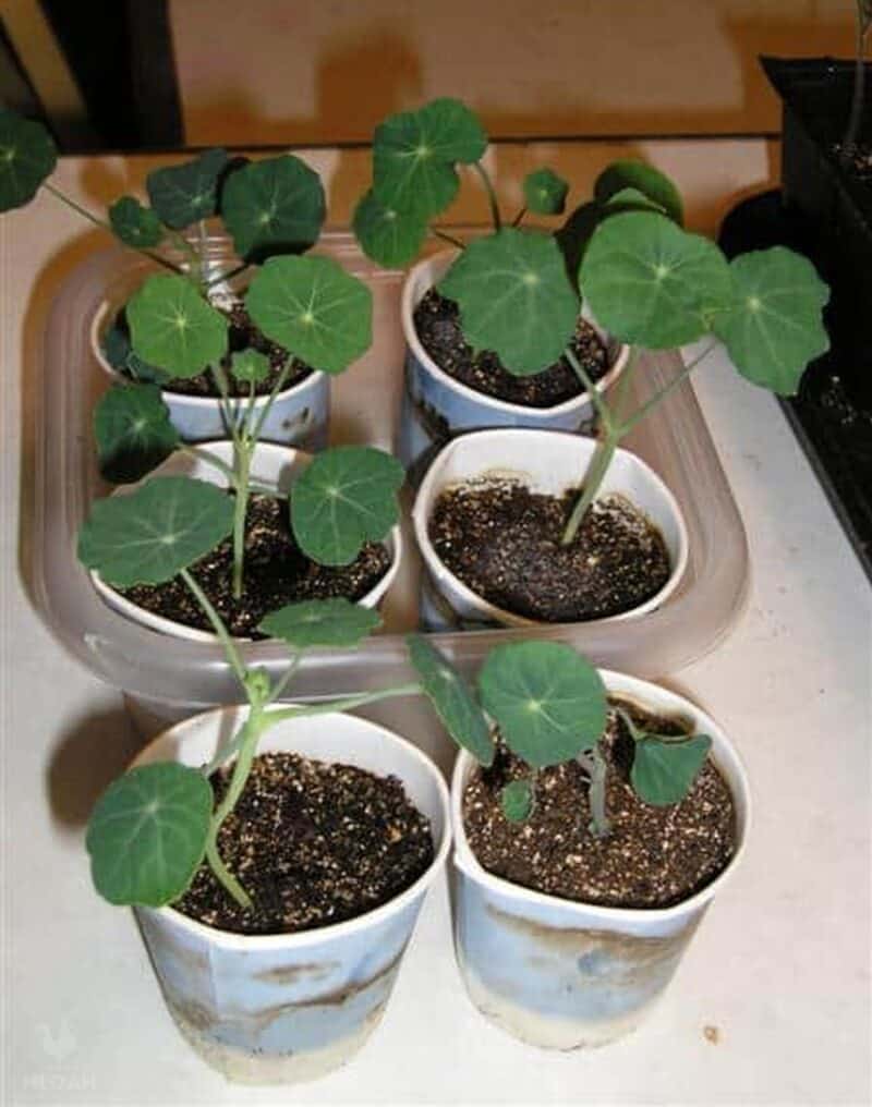 young Nasturtium plants growing in plastic cups