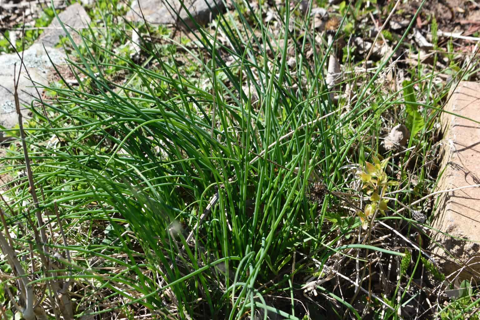 young chive plants growing in the garden