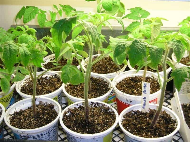 young tomato plants growing in plastic containers indoors