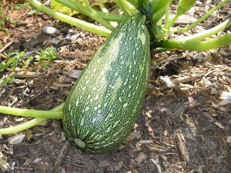 zucchini fruit ready to harvest
