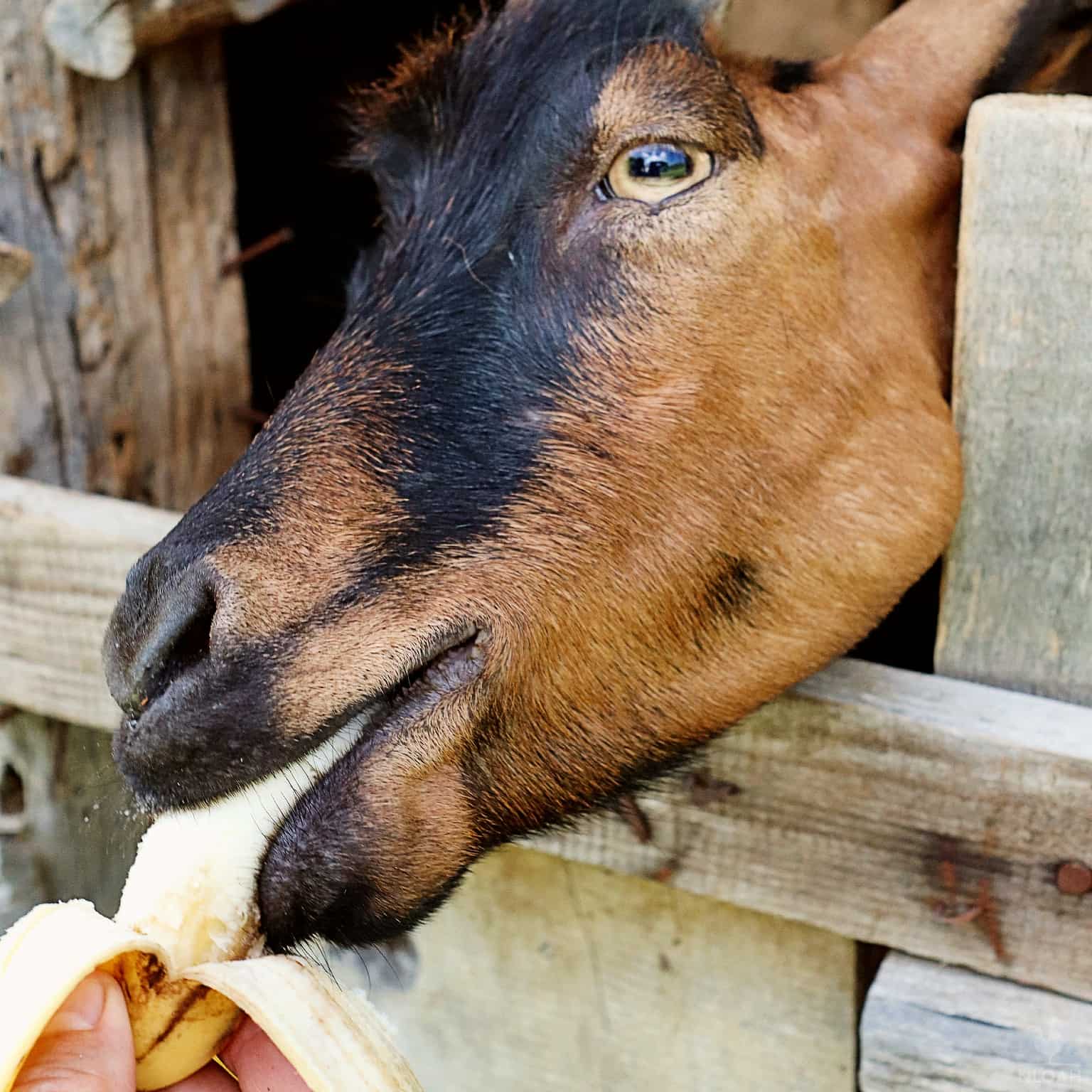 a goat eating a banana