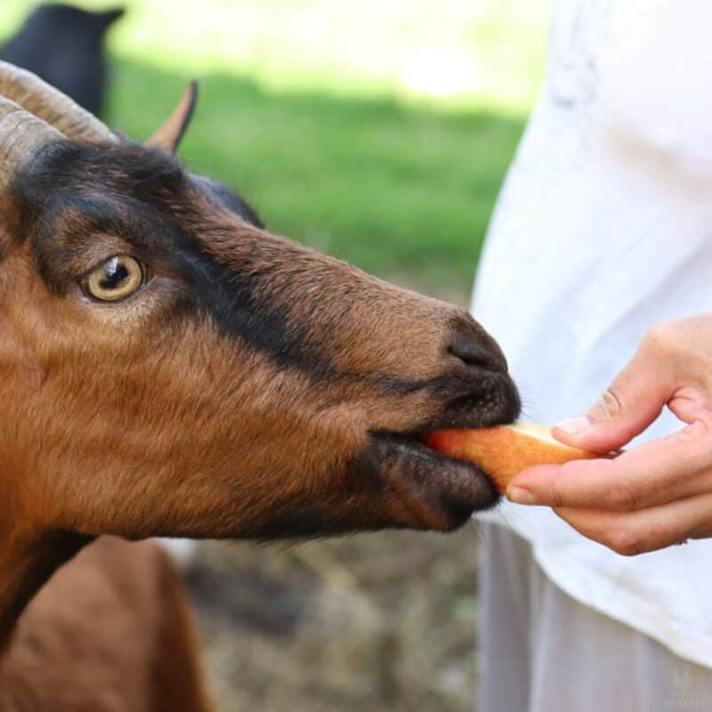 a goat eating a sliced apple