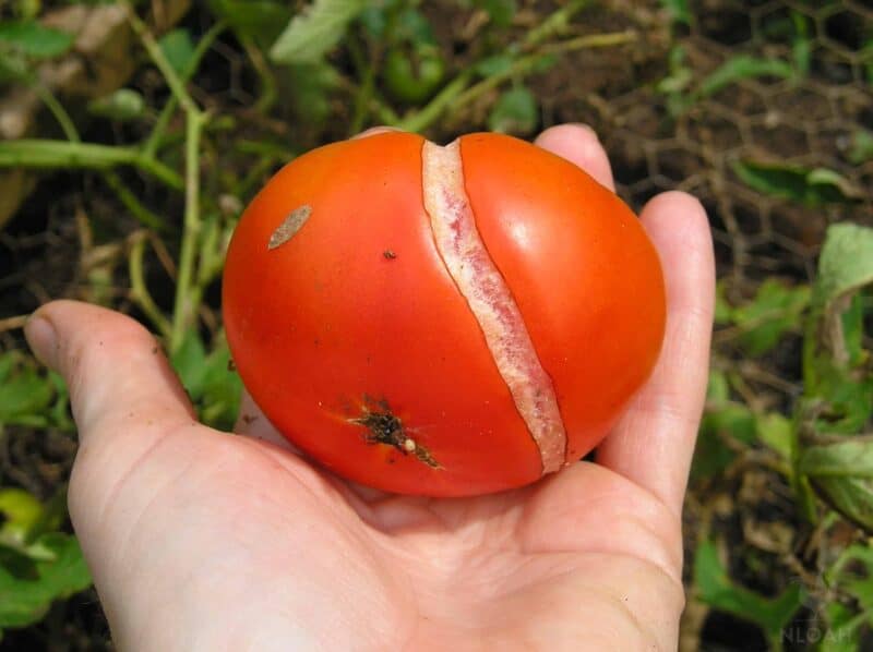 a split tomato