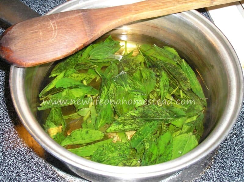 boiling stevia leaves in pot