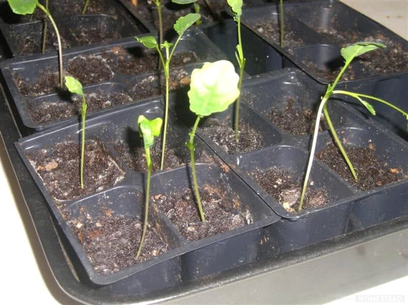 broccoli seedlings after pinching