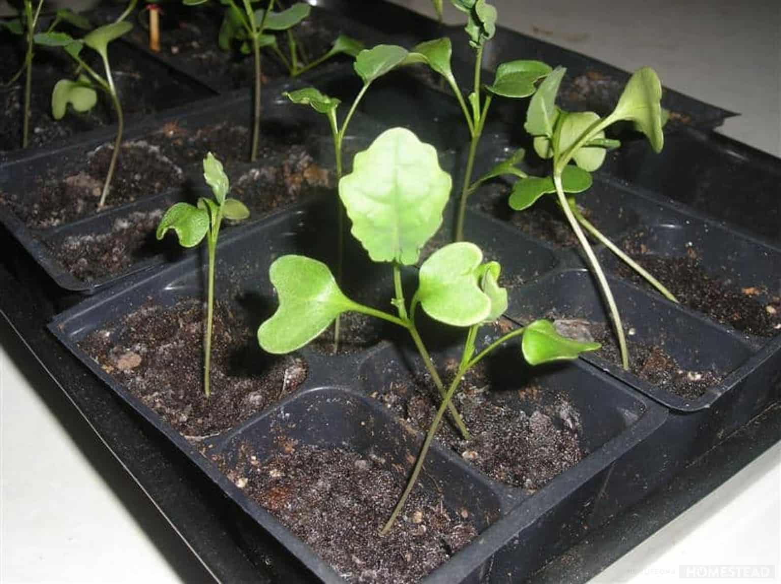 broccoli seedlings in need of pinching