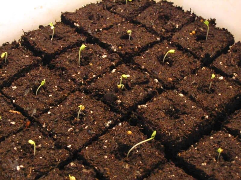 broccoli seedlings sprouting