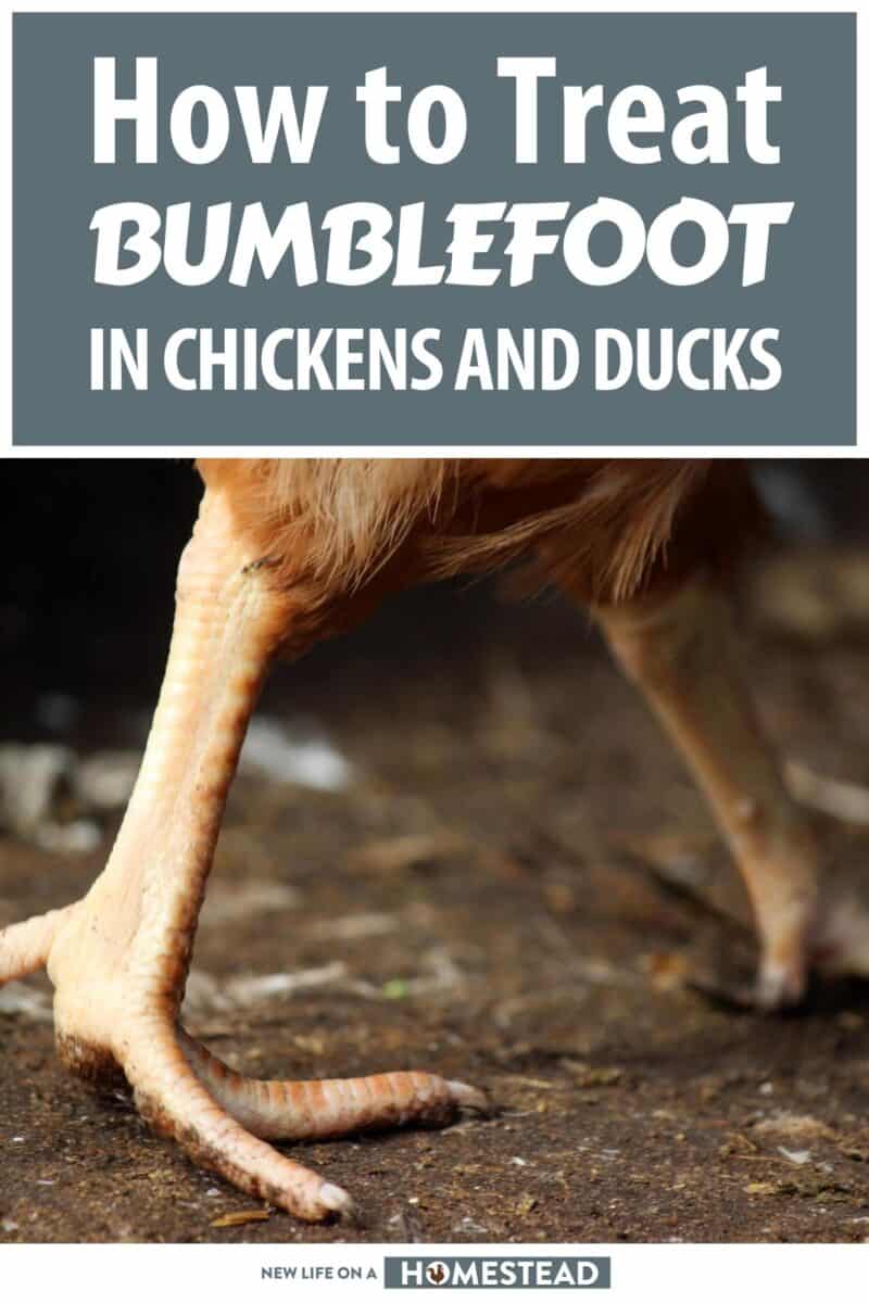 bumblefoot in chickens and ducks pinterest