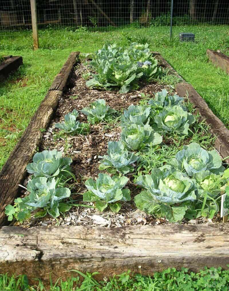 cabbage plants in raised bed