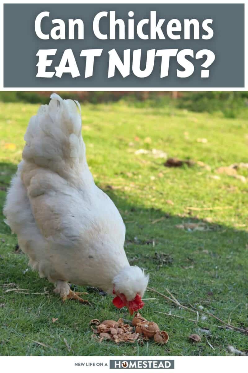can chicken eat nuts pinterest