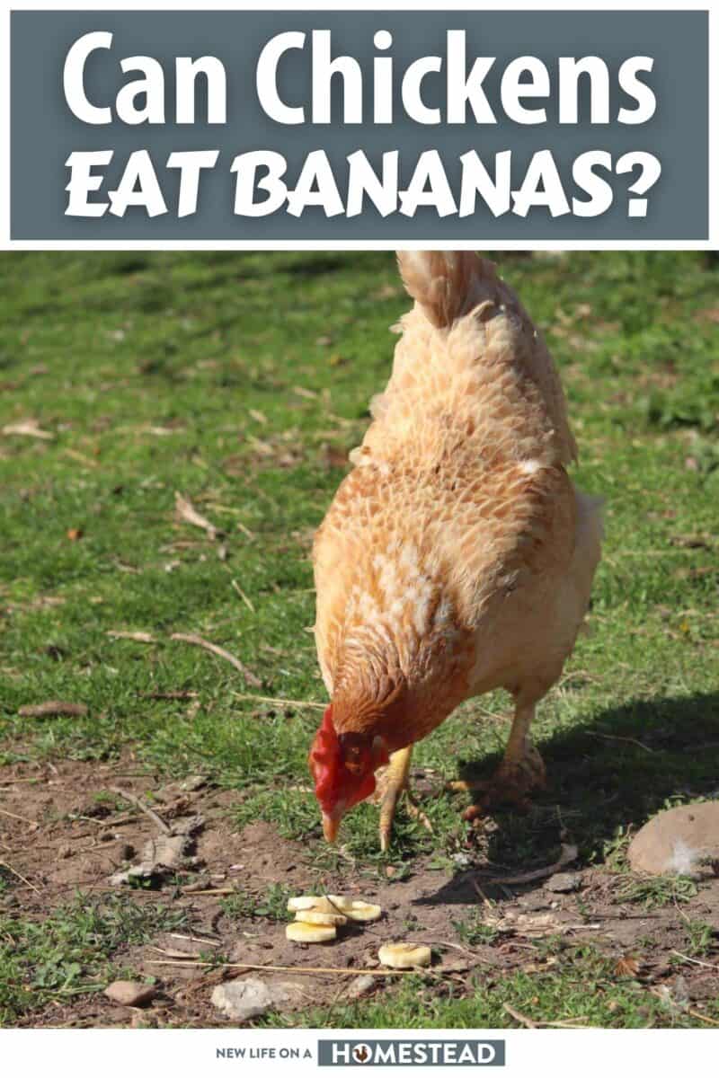 can chickens eat bananas pinterest