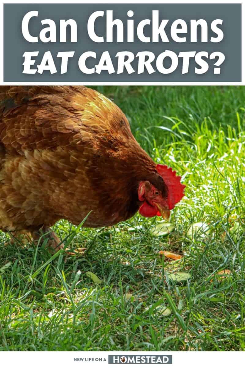 can chickens eat carrots pinterest