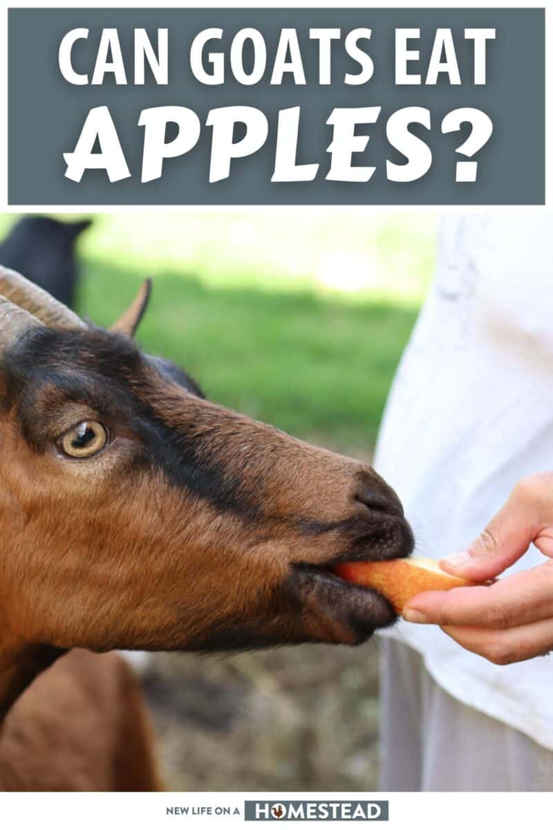 can goats eat apples pinterest