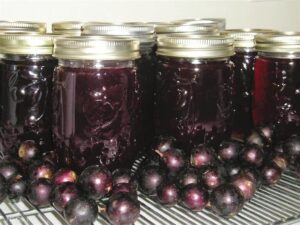 cans of muscadine jelly