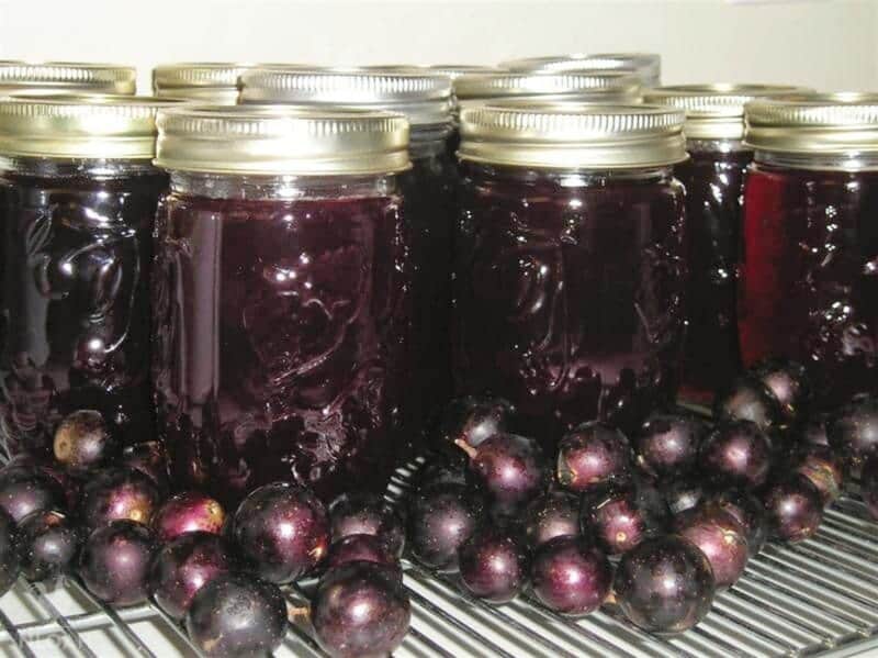 cans of muscadine jelly