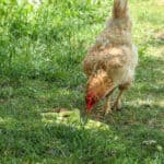 chicken eating green pepper