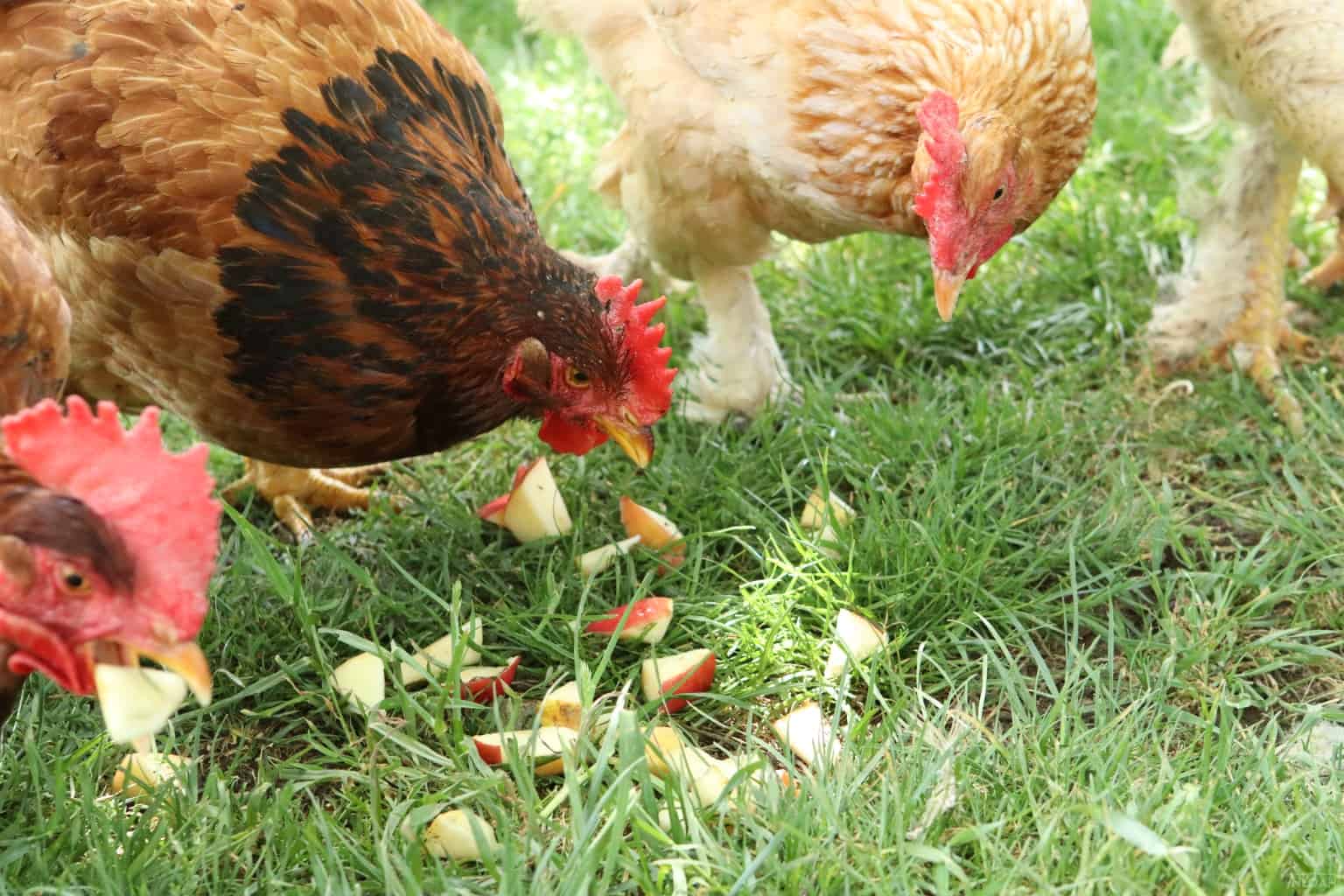 chickens eating apples