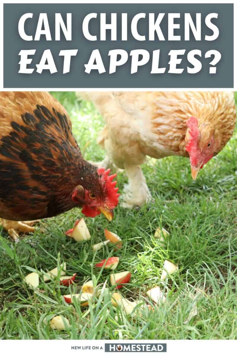 chickens eating apples pinterest