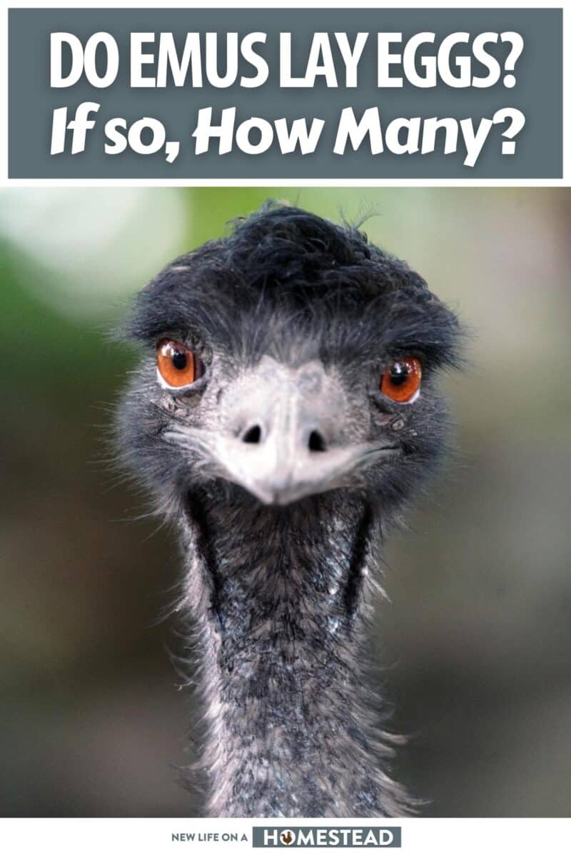 do emus lay eggs pinterest