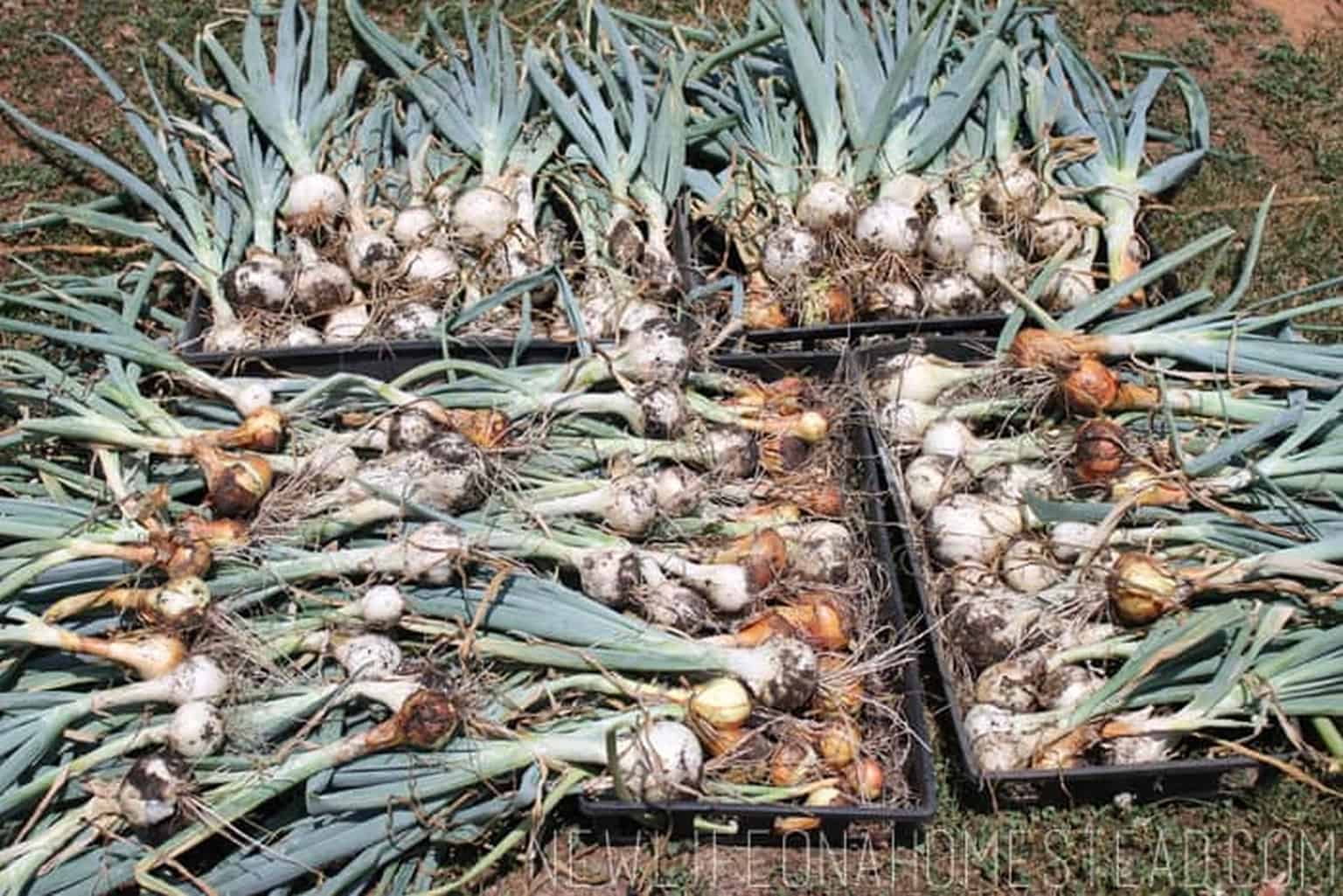 dozens of harvested onions