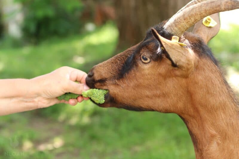 goat eating a piece of broccoli