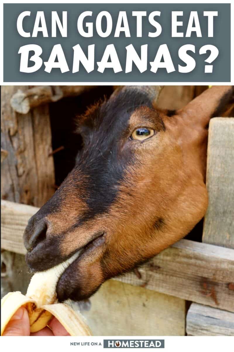 goat eating banana pinterest