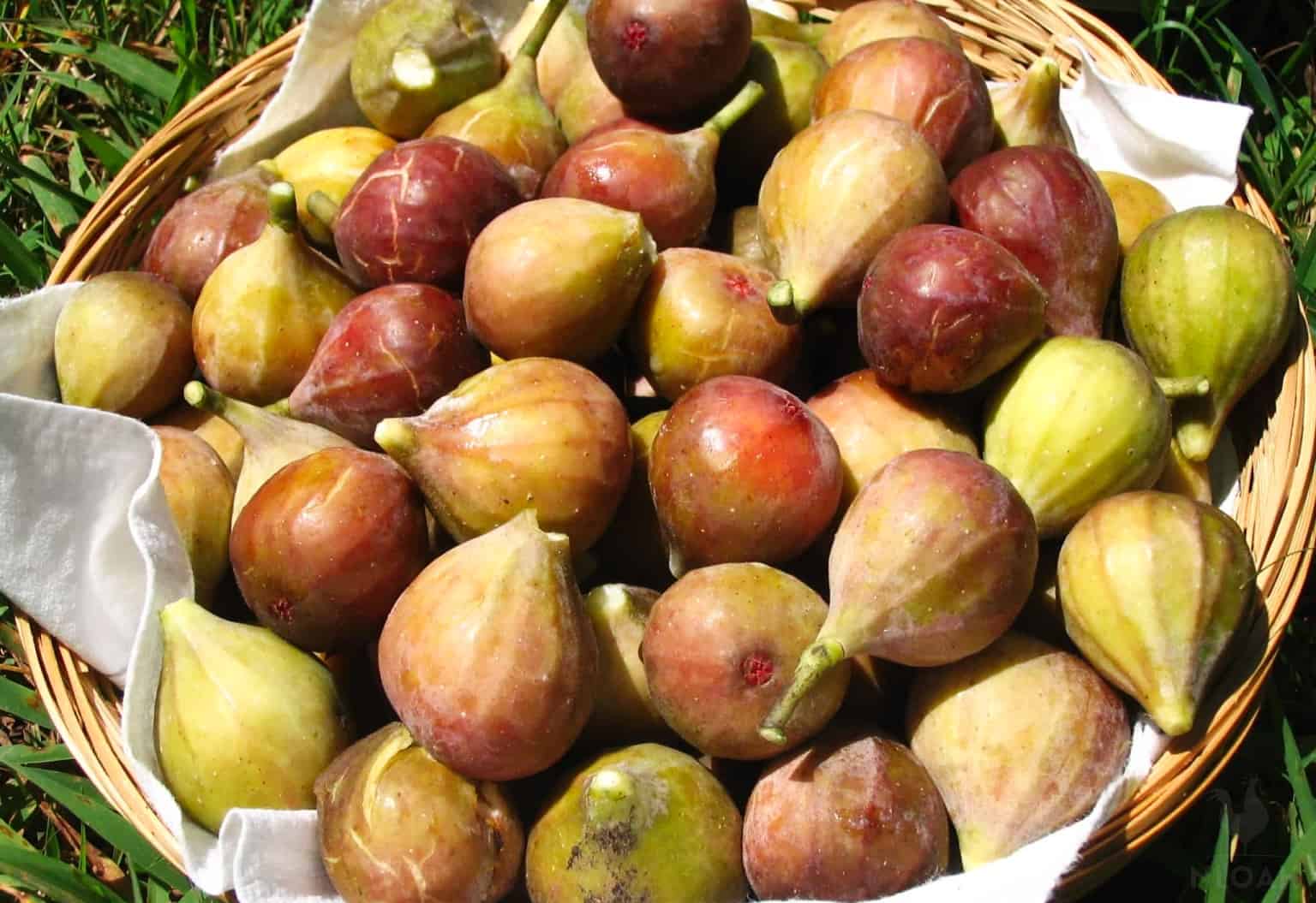 harvested figs in basket