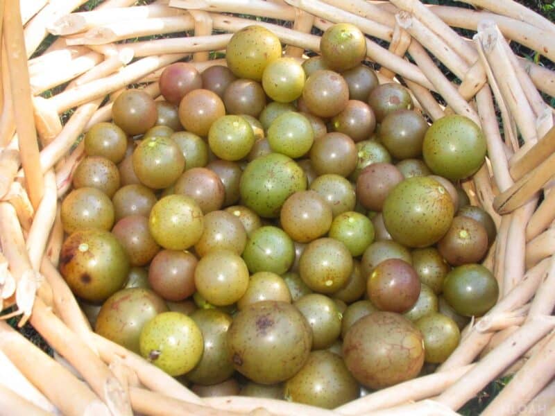 harvested muscadine grapes in basket