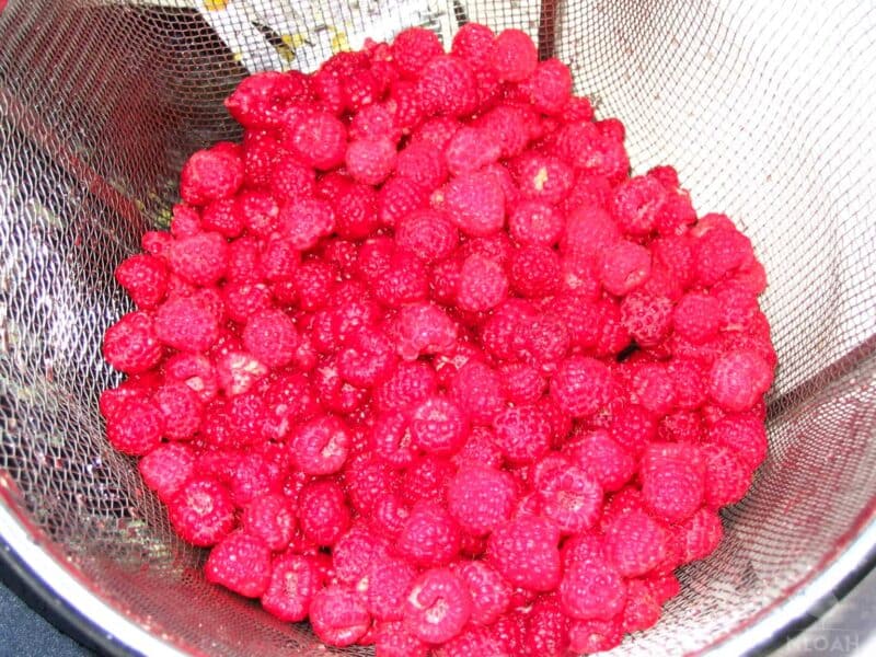 harvested raspberries in strainer